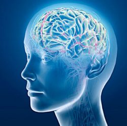 neuroplasticity